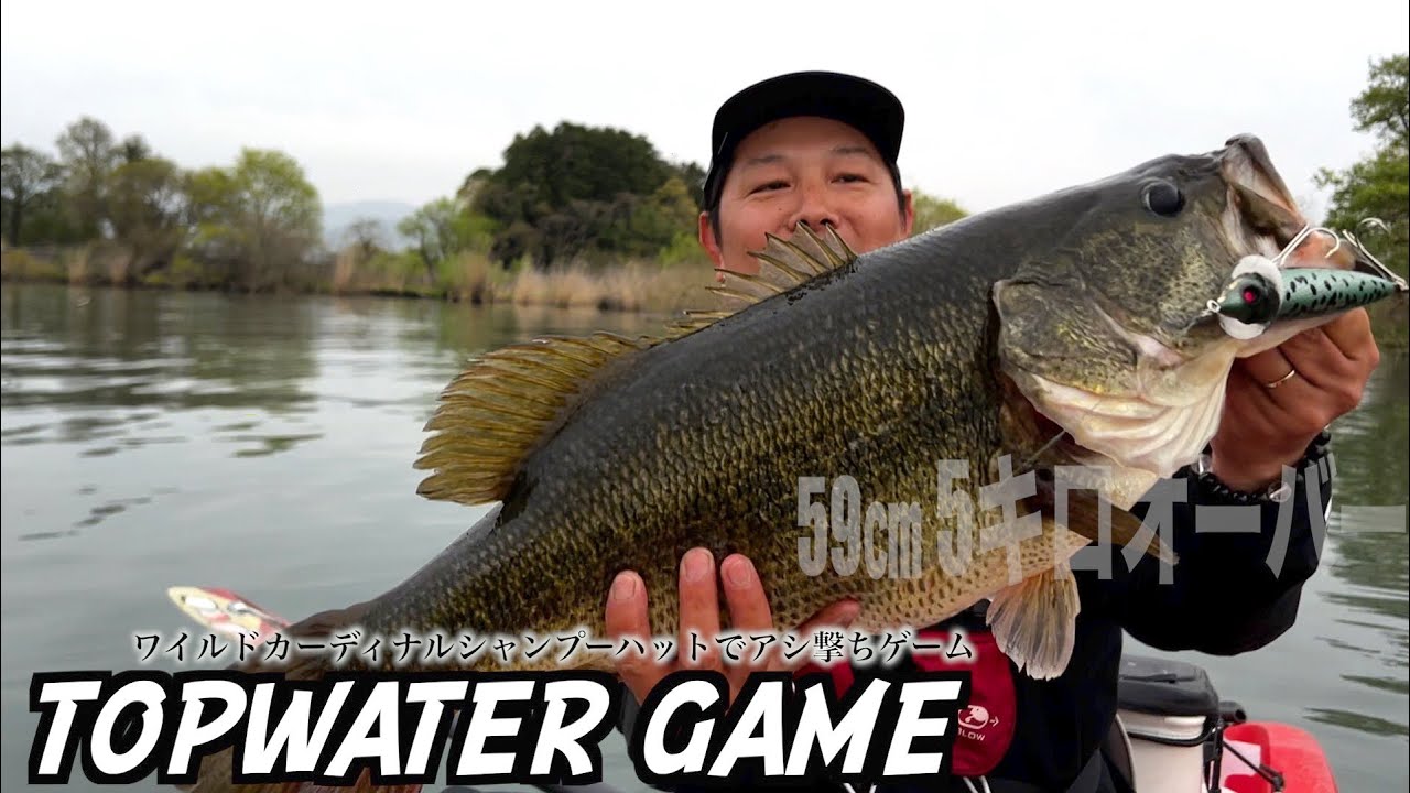 【記録更新】トップで5キロ超え！木の下から出た琵琶湖モンスターバス！(kayak bass fishing )