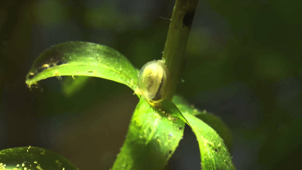 Alpine Newt Egg Time Lapse