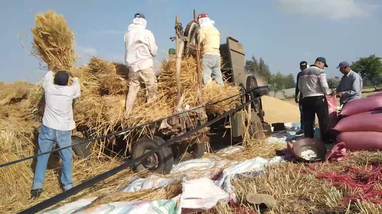 حصاد القمح فى مصر / Harvesting wheat in Egypt  / دراس الغله / الريف المصري