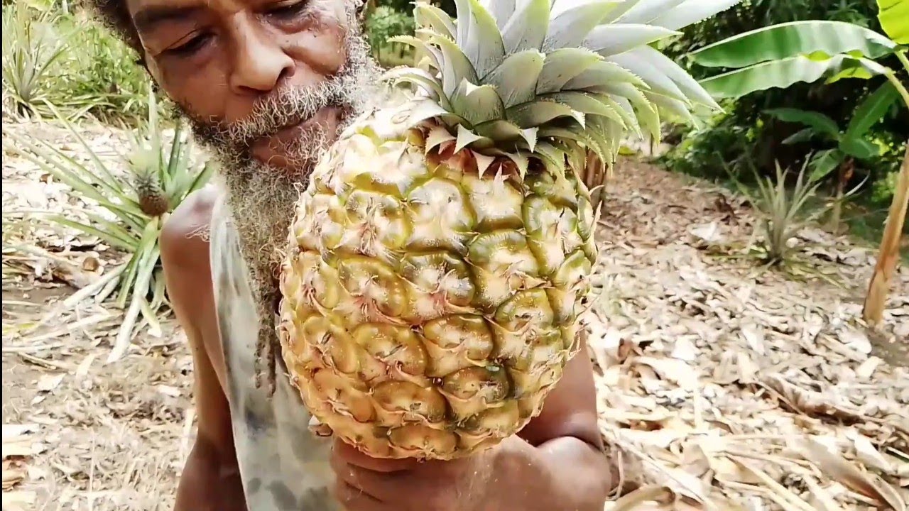 Экскурсия на ананасовую ферму | Выращивание ананасов на Ямайке 🇯🇲