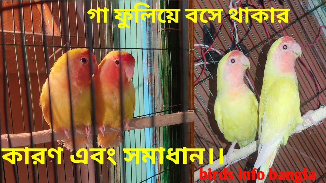 লাভবার্ড পাখির গা ফুলিয়ে ঝিমিয়ে বসে থাকার রোগ এবং সমাধান।।।Birds info bangla