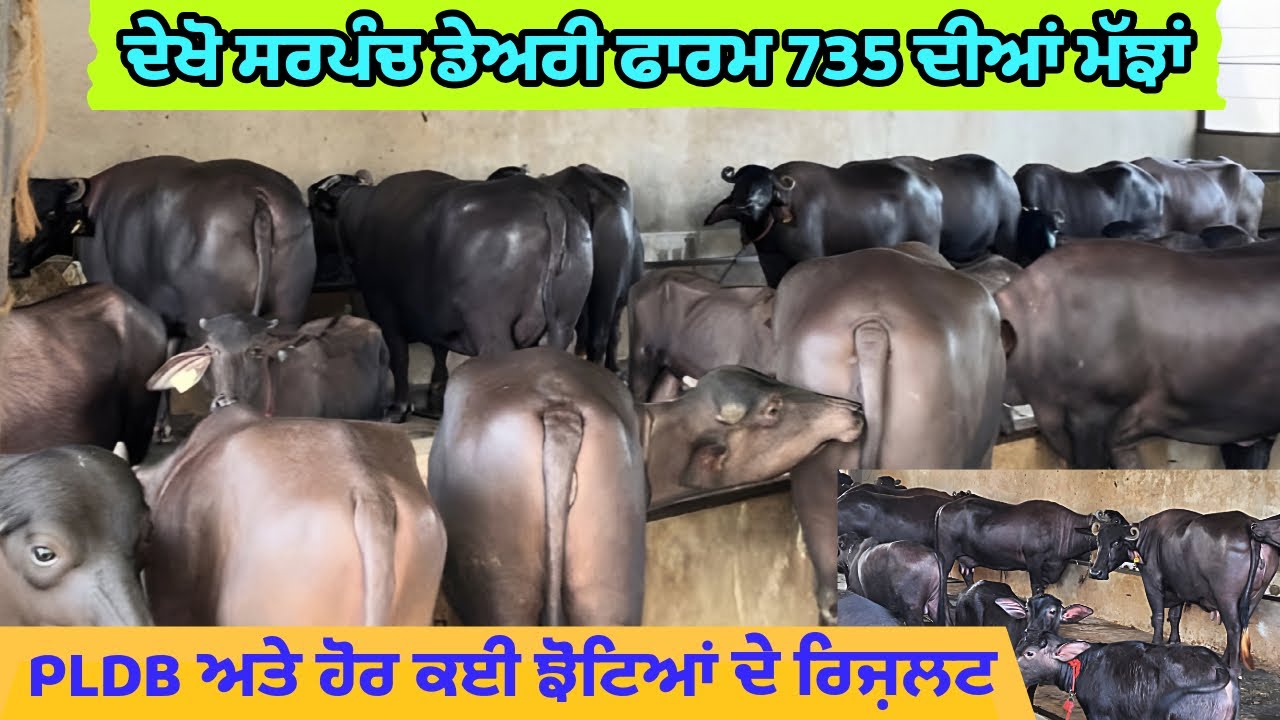 ਦੇਖੋ ਸਰਪੰਚ ਡੇਅਰੀ ਫਾਰਮ ਦੀਆਂ ਮੱਝਾਂ, PLDB ਅਤੇ ਹੋਰ ਕਈ ਝੋਟਿਆਂ ਦੇ ਰਿਜ਼ਲਟ।