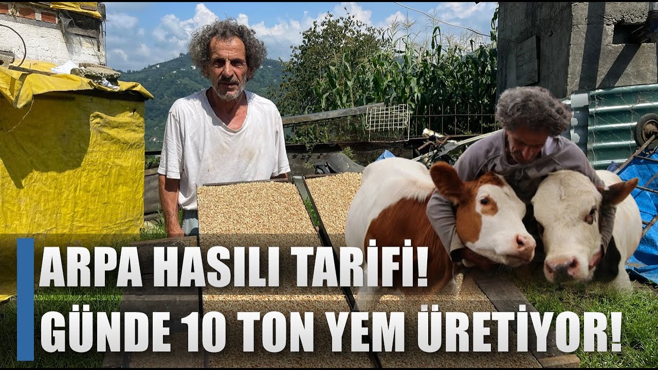 İneklere 280 Günde Doğum Yaptıran Arpa Hasılı Tarifi! Günde 10 Ton Üretiyor / AGRO TV HABER