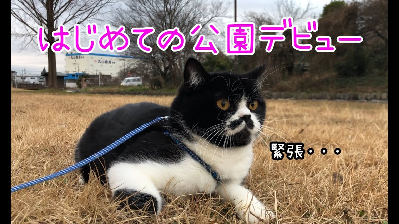 【モデル猫への道】はじめての公園デビュー