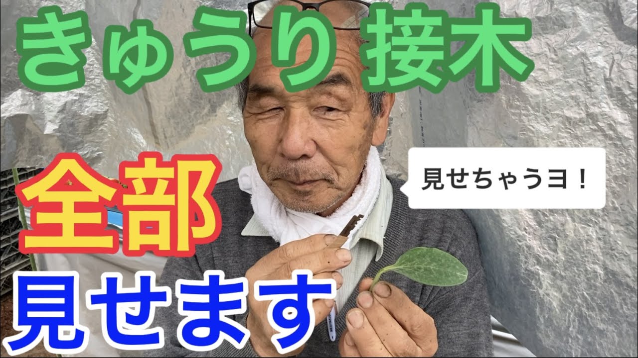 接木きゅうりの作り方【ガーデニング】【農業】【園芸のぶチャンネル】