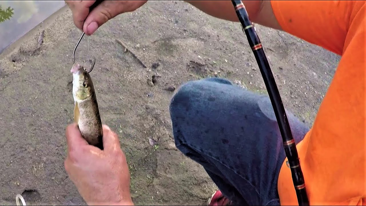 Fishing with Live Suckers and Carp on a Dried Up River!! (Big Bait)