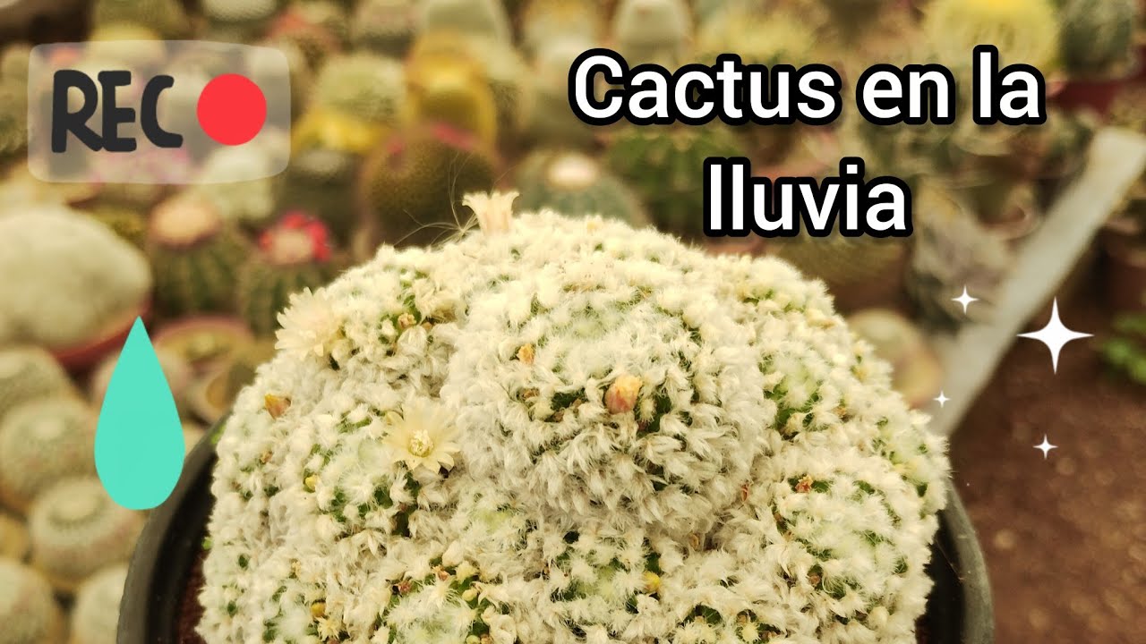 Cactus y la temporada de lluvia: Recordatorio. 🐢🙂🌵
