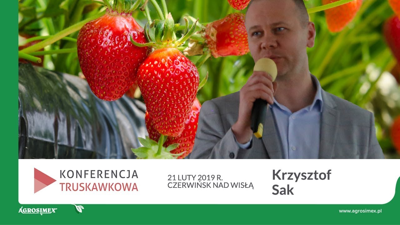 Jak uprawiać truskawki powtarzające ? – Krzysztof Sak – Agronomberries