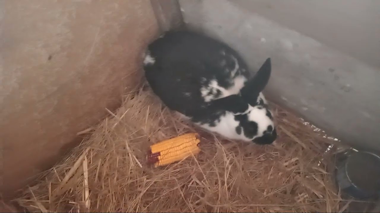 Video la amimale si la porumbei 🐕🐇🐓🦆🐔🕊