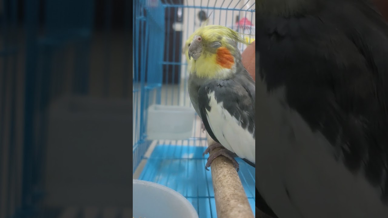 cockatiel fighting videos #cockatiel #shortvideo #youtubeshorts #shortsfeed