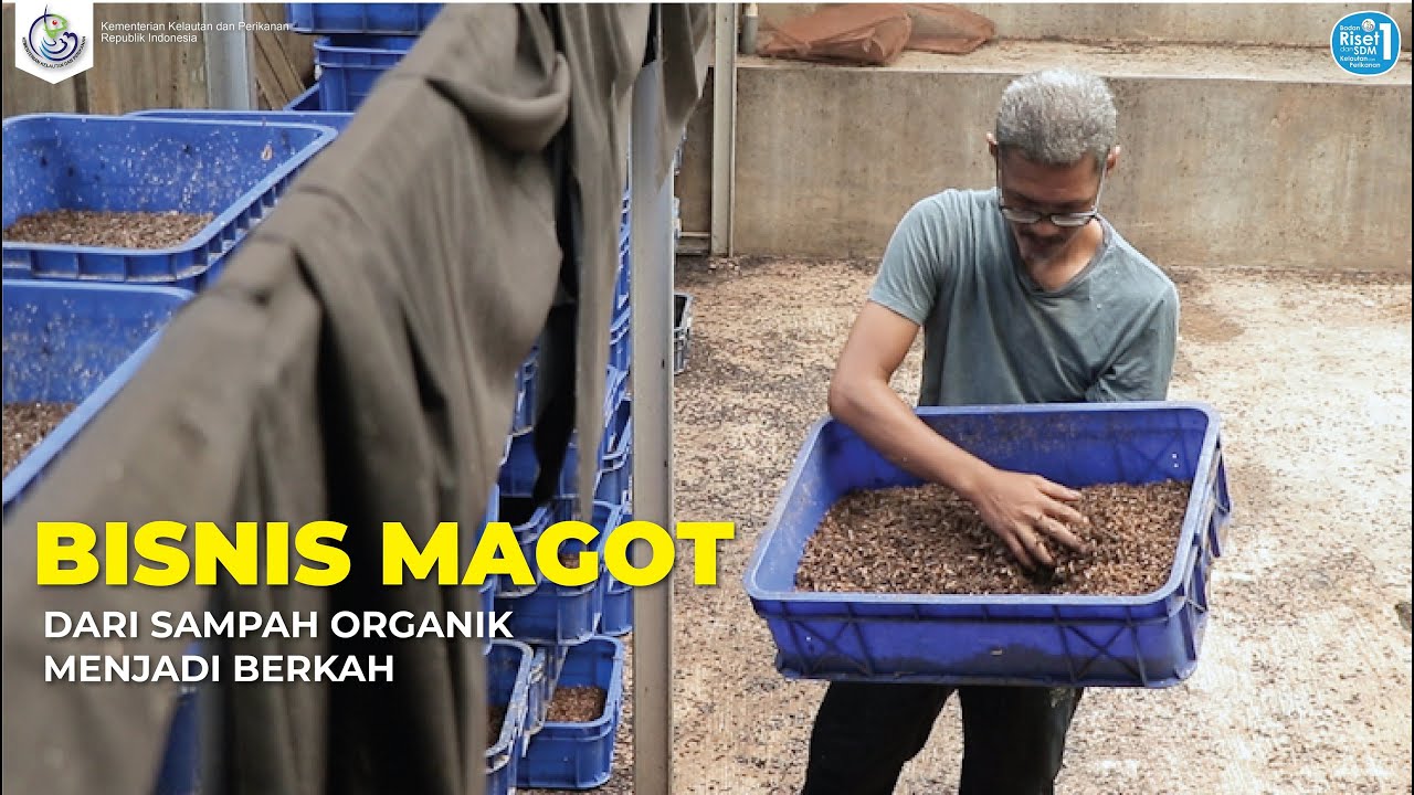 Bisnis Magot, dari Sampah Organik Menjadi Berkah