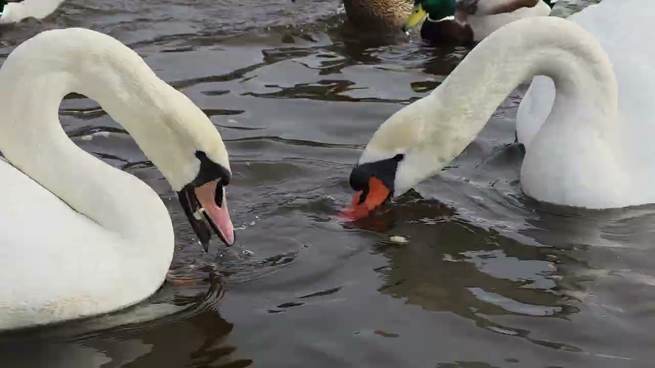 Swans & Nature 
