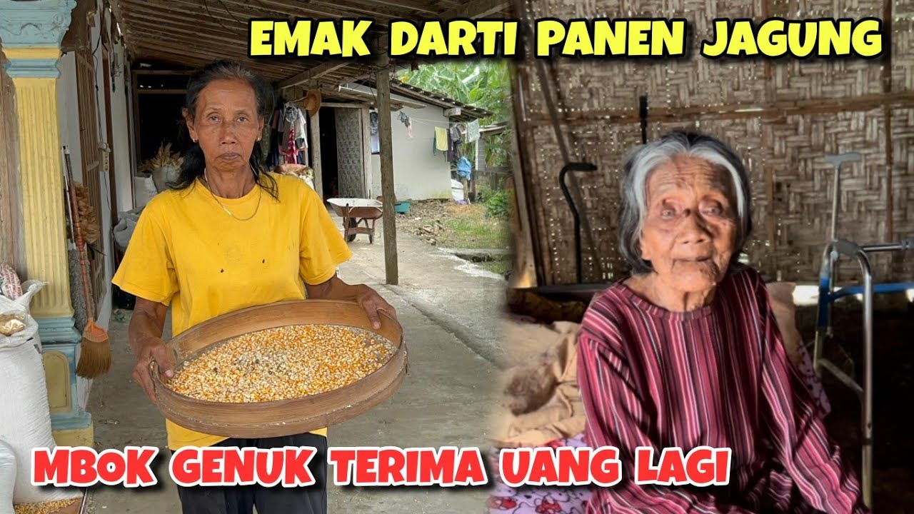 Rejeki Emak Darti di bulan puasa ‼️ Mbok Genuk terima uang tanah