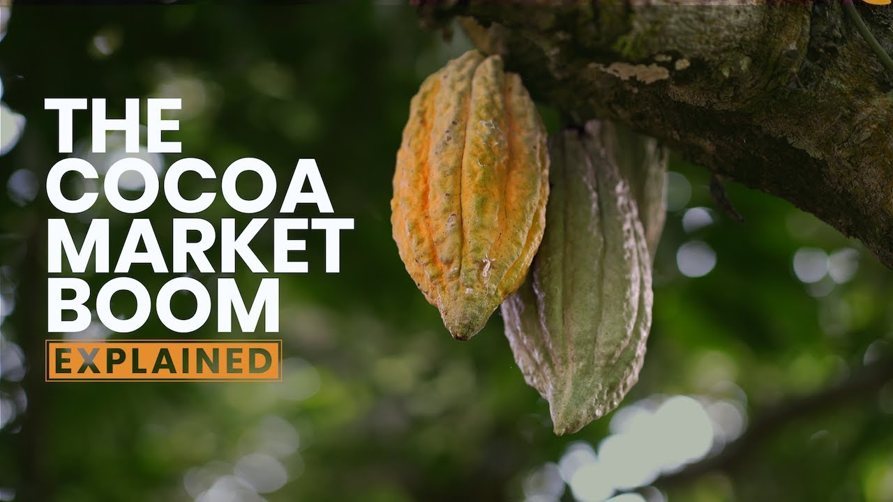 Cocoa Prices Soared Past Bitcoin & Nvidia in 2024&mdash;Here&rsquo;s Why | Explained | Business Insider Africa