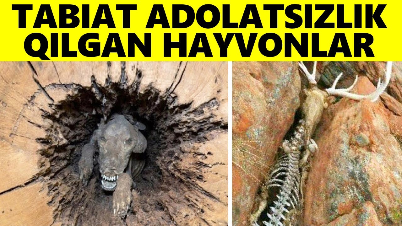 Tabiat Adolatsiz Munosabatda Bo'lgan Hayvonlar