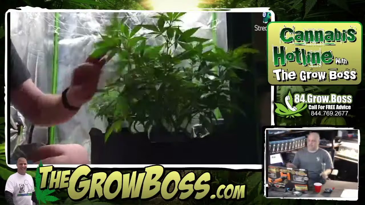 Grow Boss garden review with Mace 1-22-2022