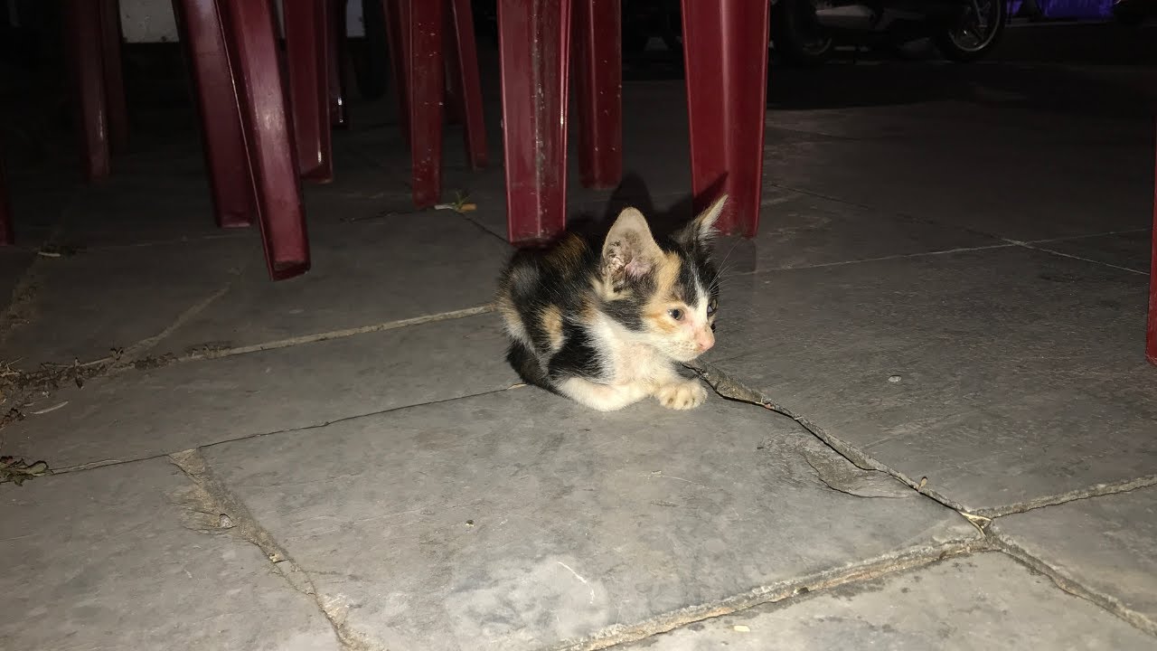 The stray cat cried for help in the night but no one stopped...