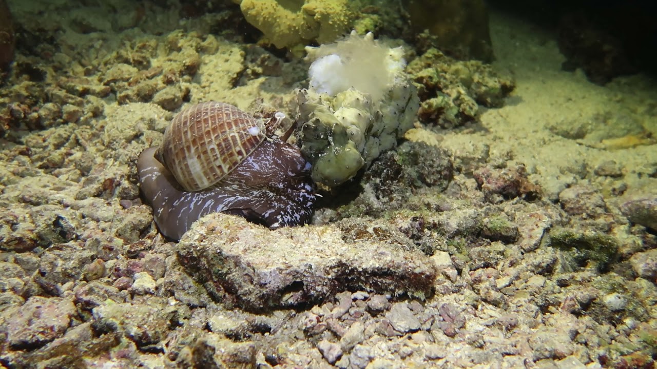 Tonna perdix is feeding on of the Stichopus horrens Jeddah Red sea