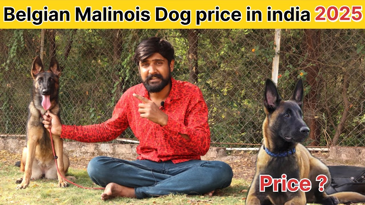 Belgian malinois price in india 2025 | Belgian malinois dog price | Belgian shepherd price