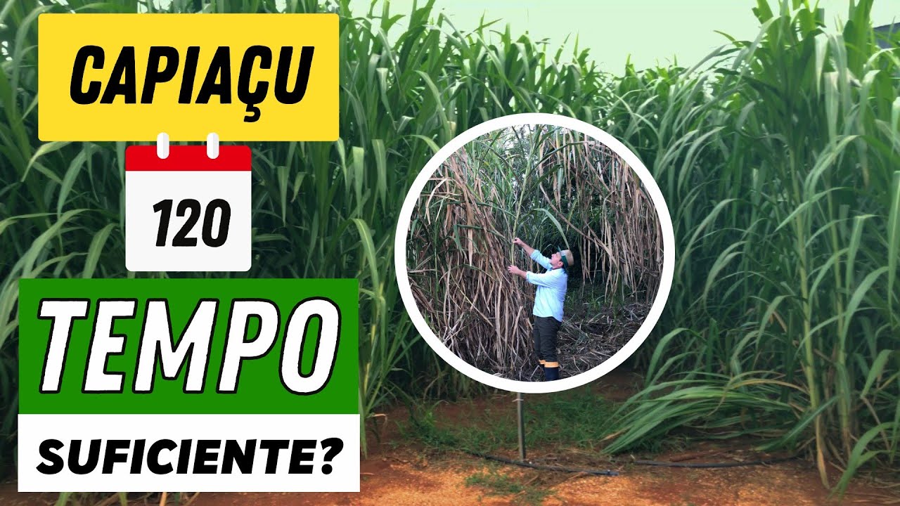 CAPIAÇU EM 120 DIAS?