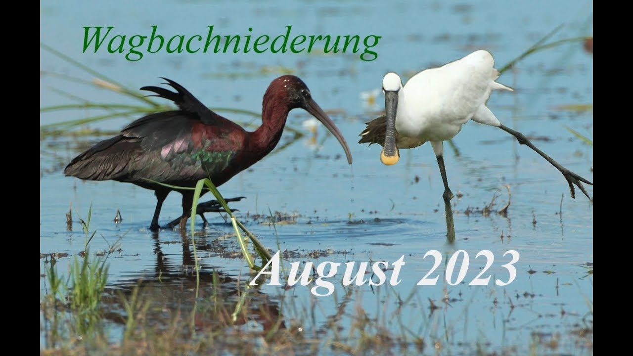 Auf der Spur des Sichlers in der Wagbachniederung. Der Löffler war auch da! Wie am Okavango!