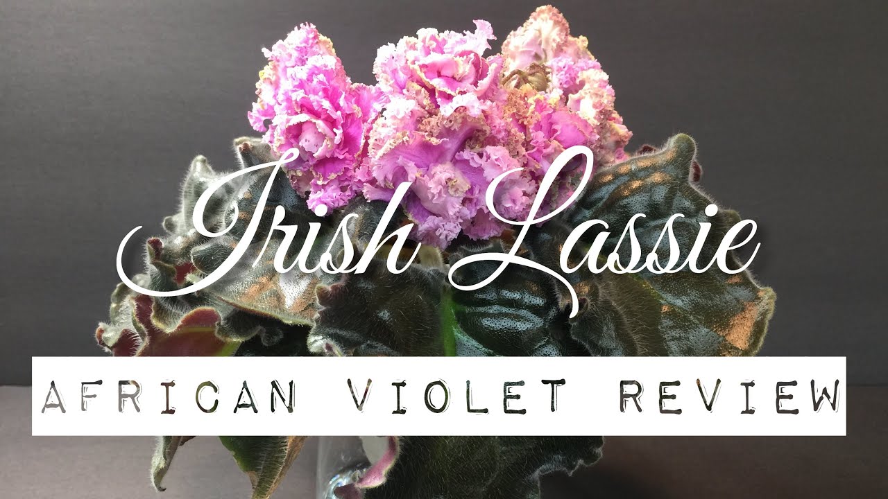 Irish Lassie - African Violet Review