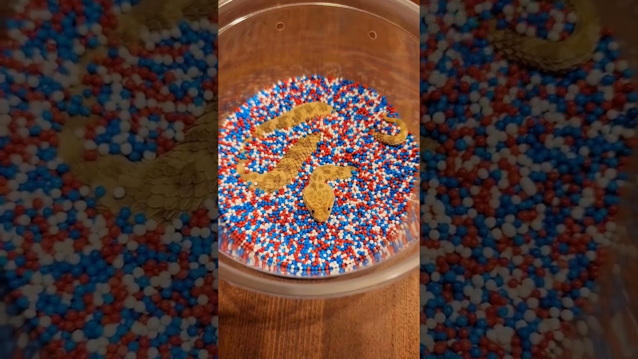 Baby sand viper disappears in sprinkles! #reptiles #snake #viper #venomoussnake #pets
