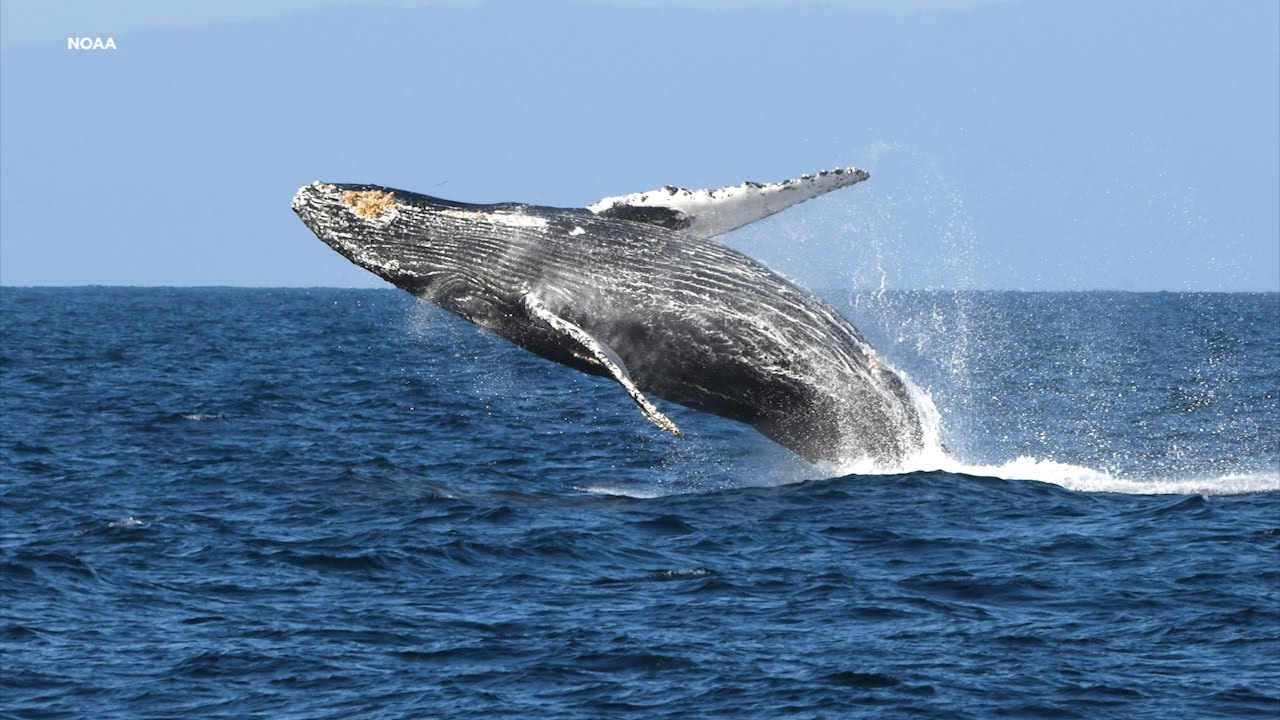 Warning system helps protect migrating whales from ship strikes off Bay Area coast