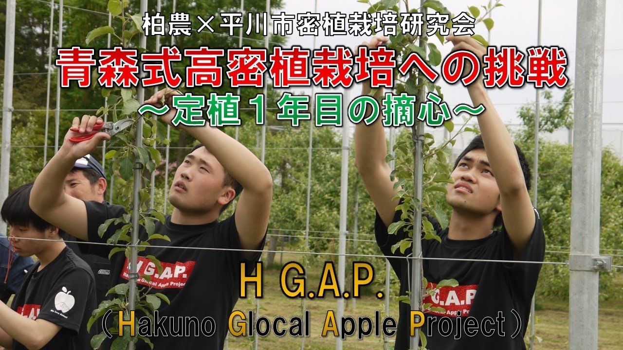 【柏農×平川市密植栽培研究会】青森式りんご高密植栽培への挑戦～定植1年目の摘心～