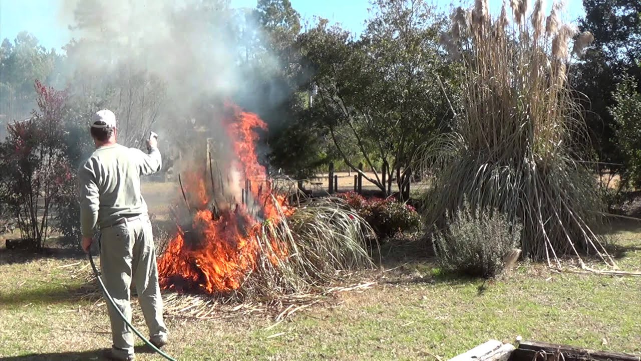 Safely Burn or Trim Pampas Grass. How To Clean -up Pampas Grass part I