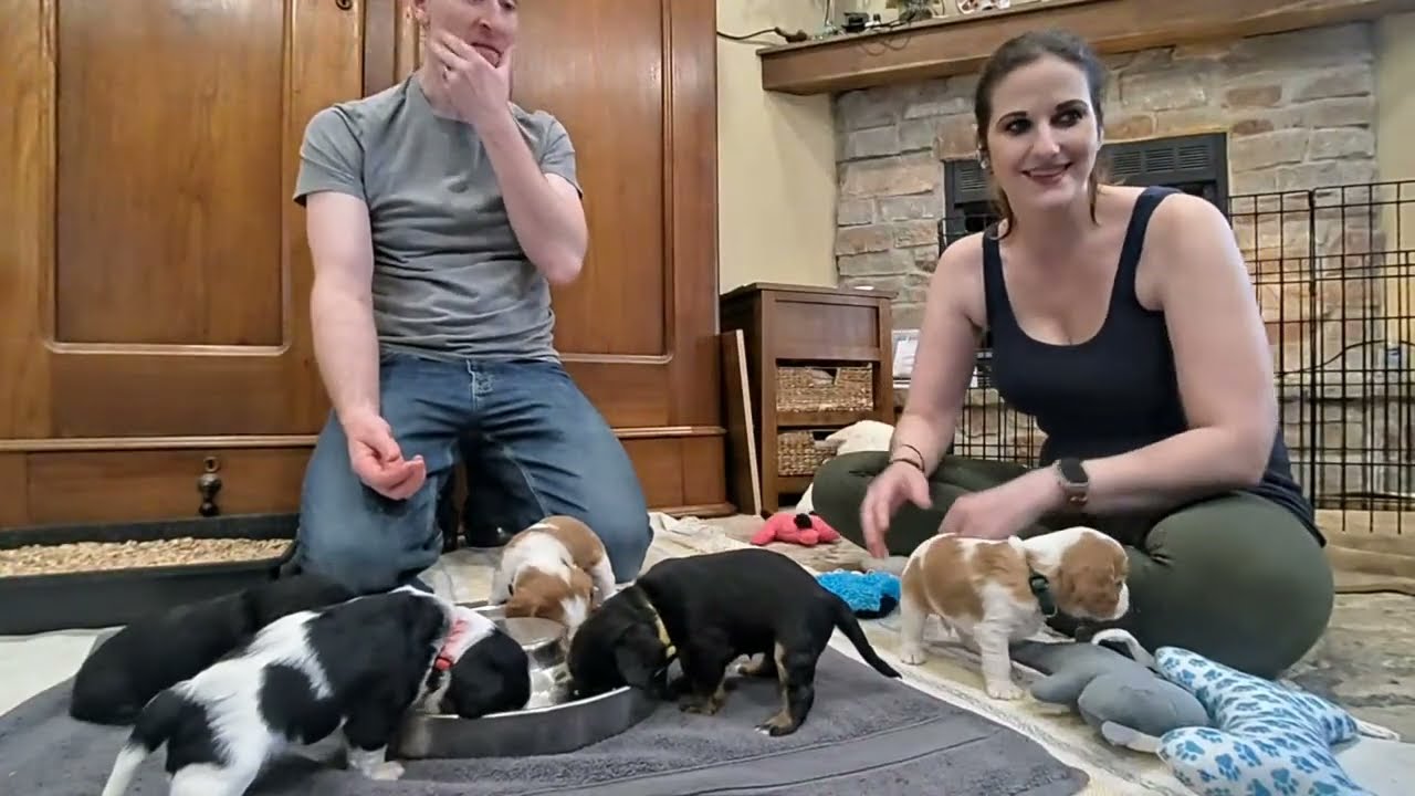 Cavalier Puppy Livestream: Lunch & Playtime for These 4-weekers