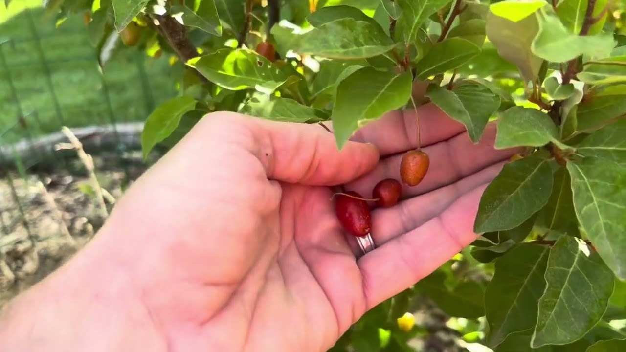 Rare Fruit Goumi - 3 Varieties