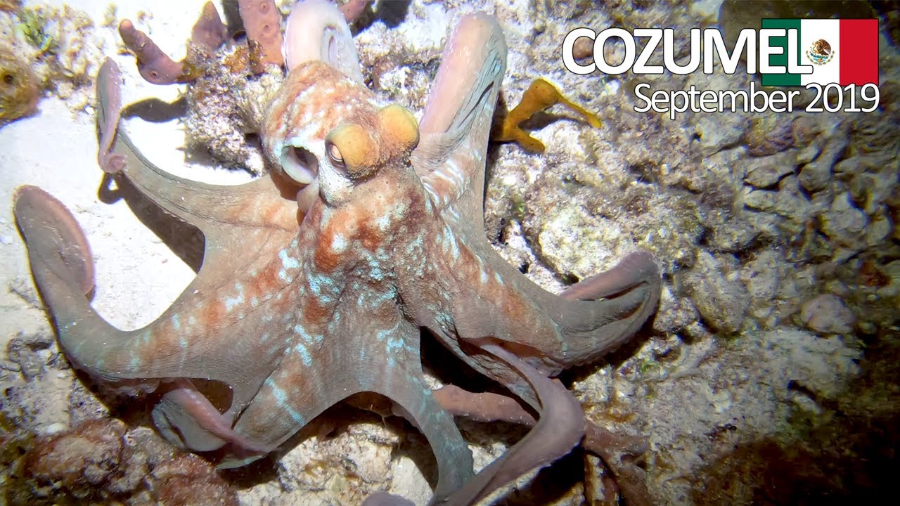 Scuba Diving: Cozumel, Mexico - September 2019 (4K)