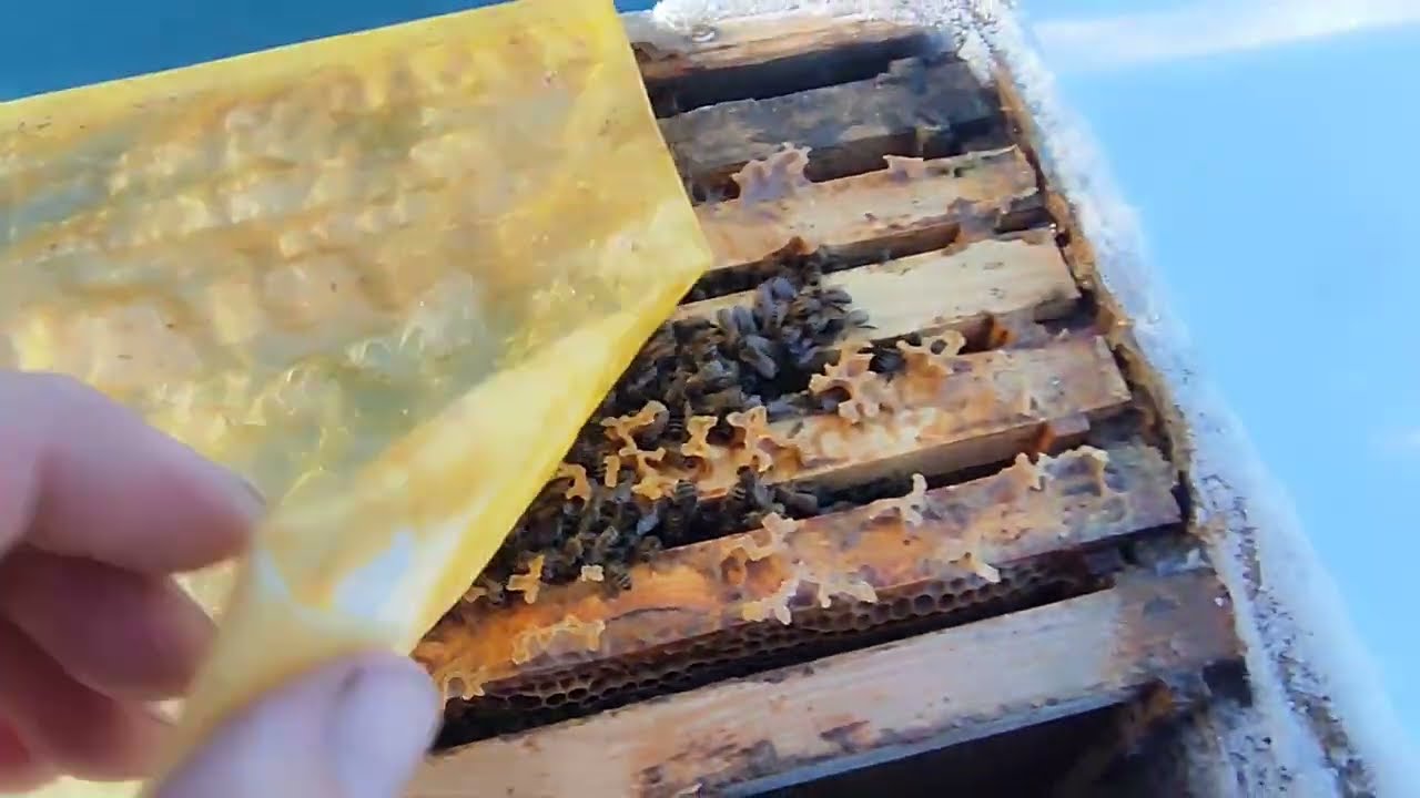 Даємо канді бджолам. Як зимують бджоли які сіли біля задньої стінки??
