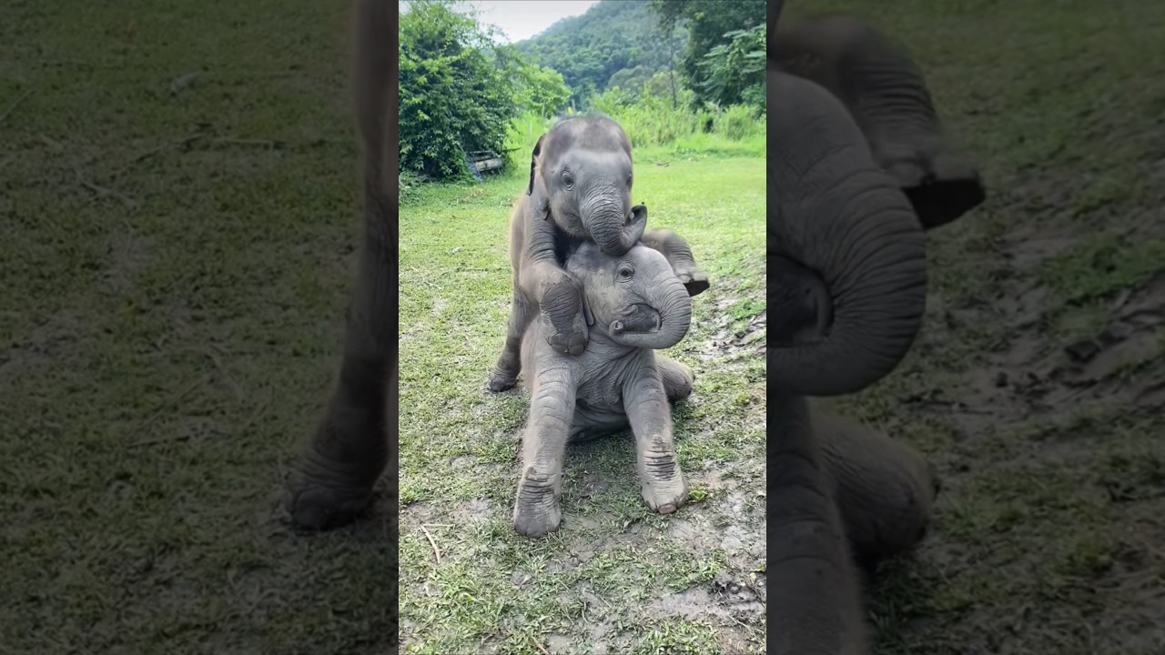 Double the Trouble! Adorable Twin Baby Elephants Play Together🥰 #babyelephant ##elephant #shorts