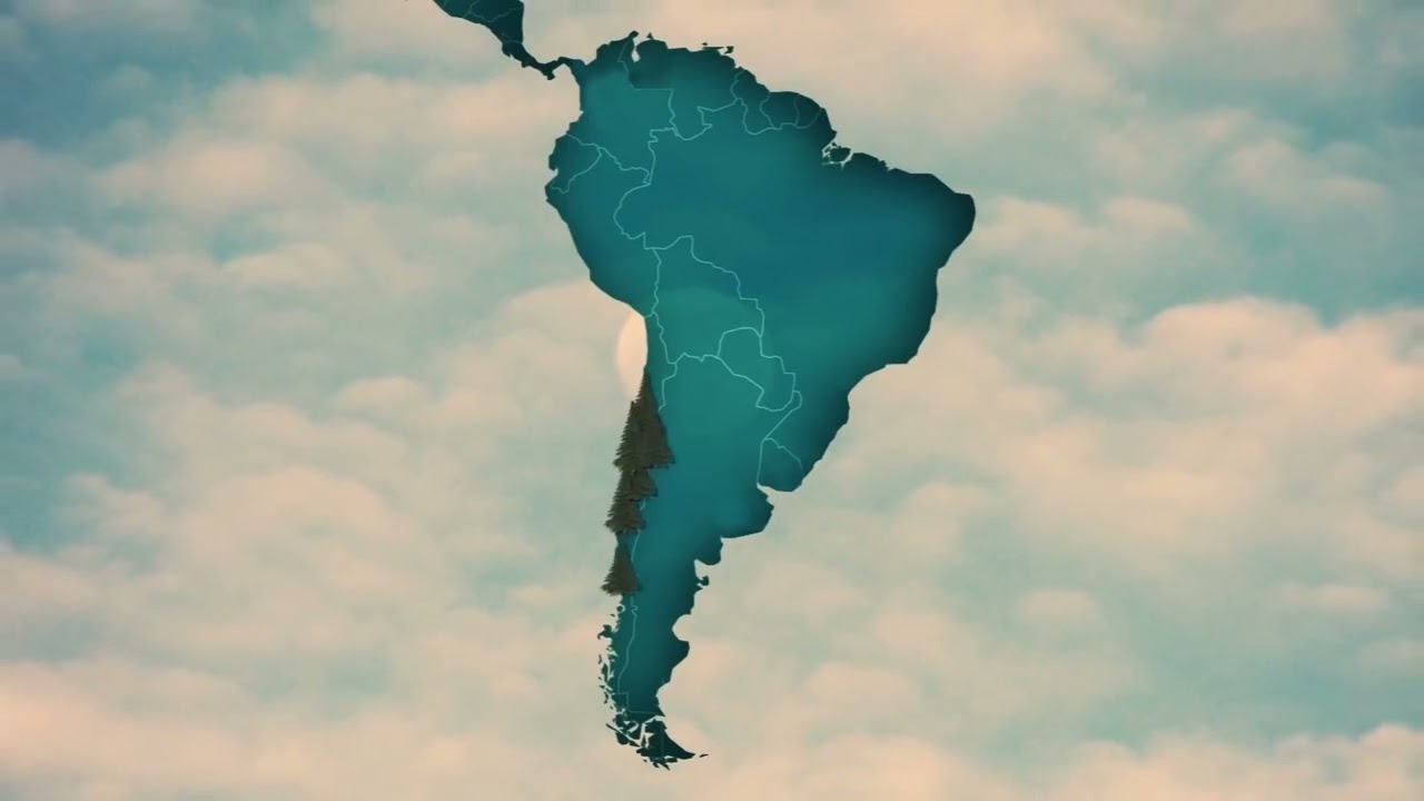 Plantar pobreza, el negocio forestal en Chile