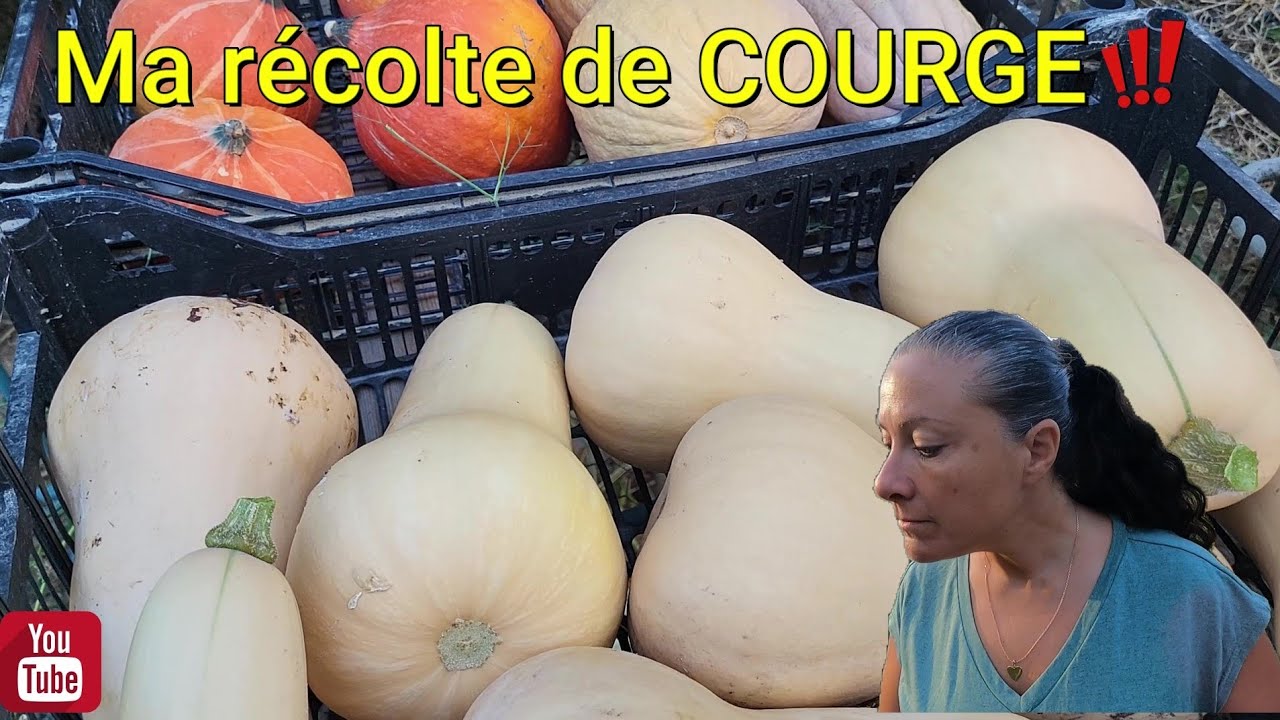 Ma récolte de courge !! 2023 🎃