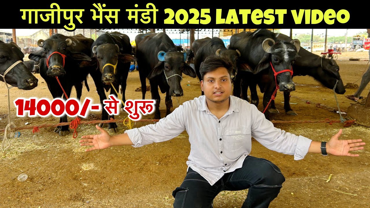 Gazipur Bhains Mandi 2025 Latest Video | Delhi Gazipur Bhains Mandi | 2025 Gazipur Bhains Mandi