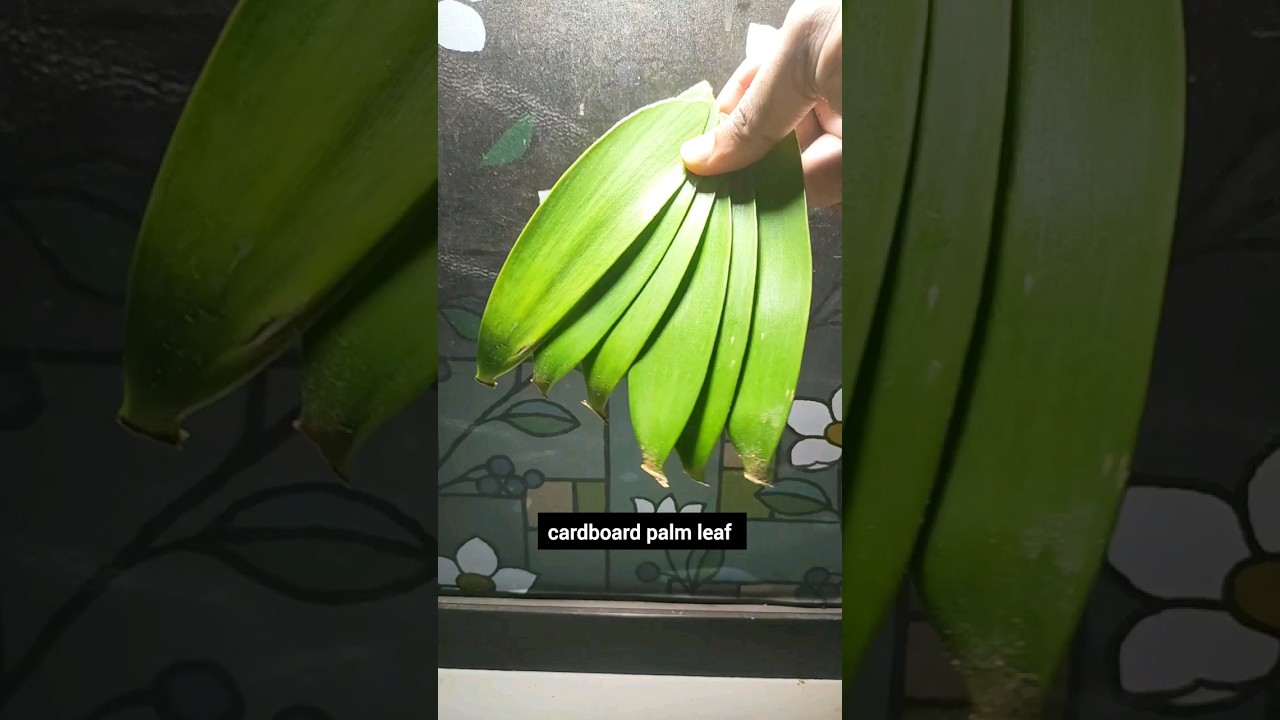 How to grow cardboard palm tree from cardboard palm leaf |Zamia plam #shorts #youtubeshorts #viral