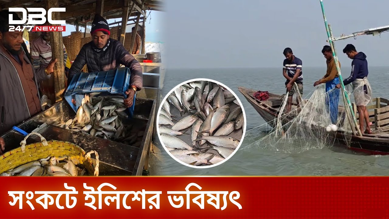 ভোলার বাজারে জাটকা বিক্রির ধুম | DBC NEWS Special