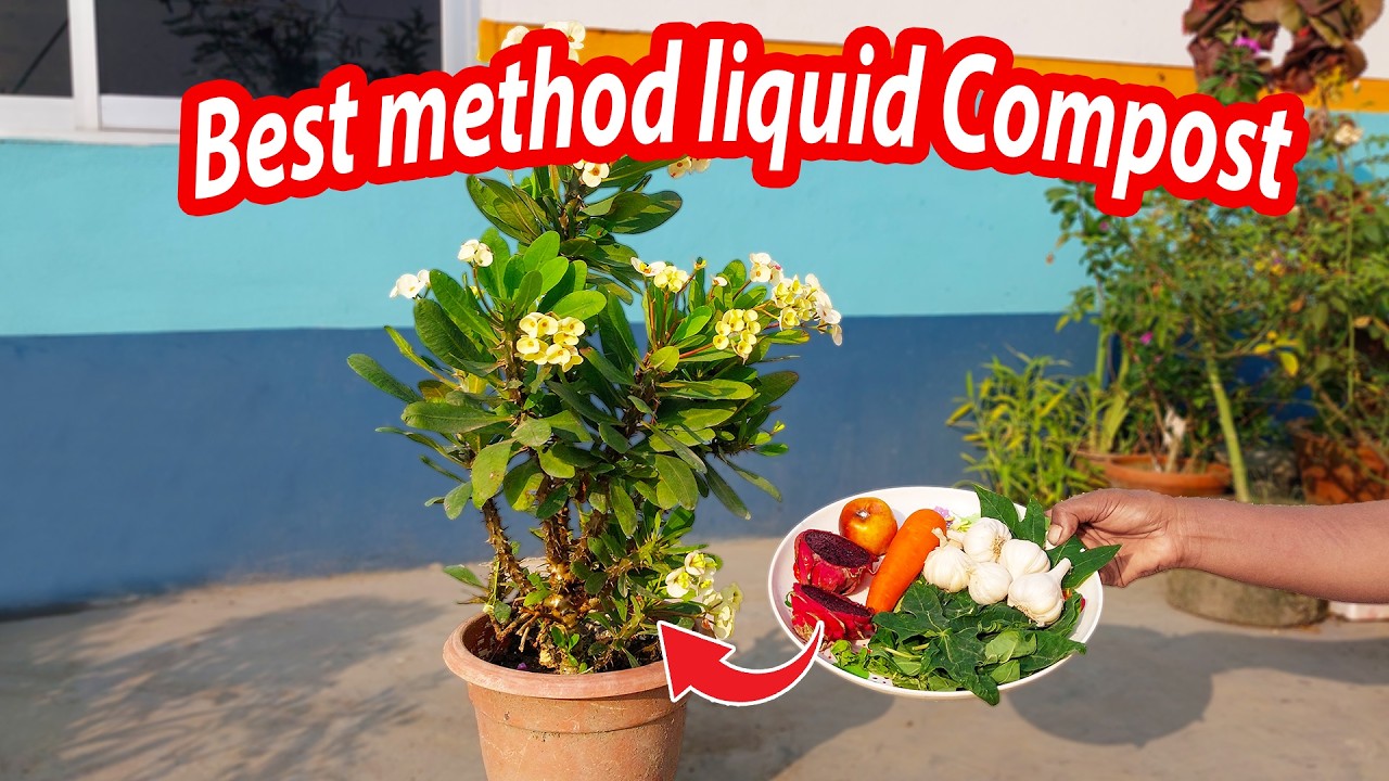 Easily make liquid fertilizer at home | Using few item to make fertilizer