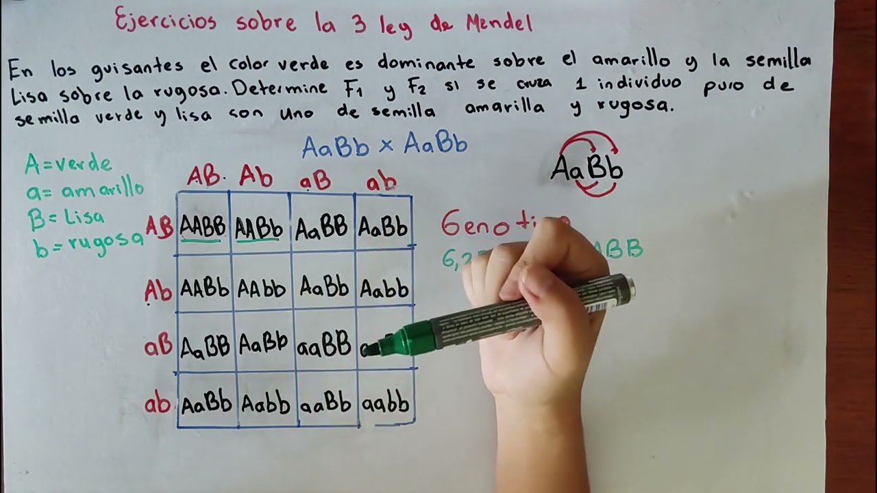 Ejercicios de la tercera ley de Mendel empleando el  cuadro de Punnet