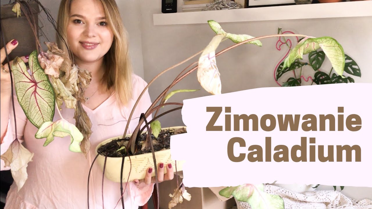 Jak przygotowuje CALADIUM do zimowania? ❄️