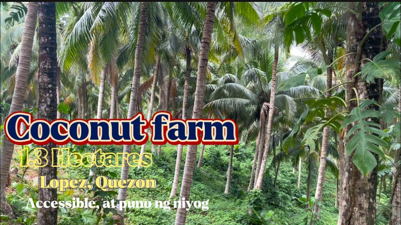 Lot #87| Coconut Farm, 1.3 Hectares. Lopez, Quezon/ Solid niyogan. 