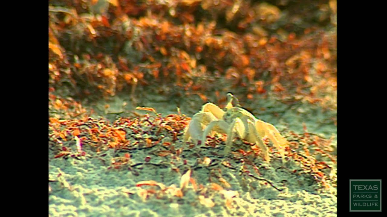 Barrier Island Ecosystem