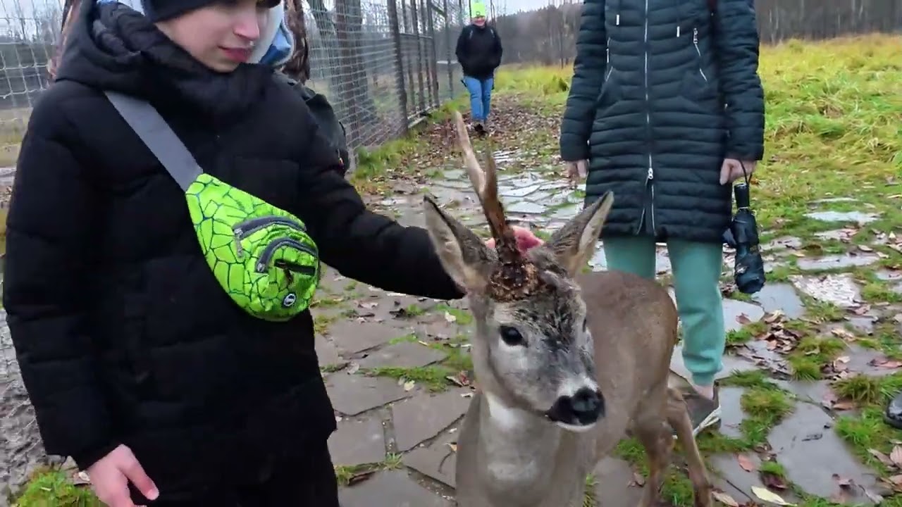 Сафари/Обнимашки с дикой природой
