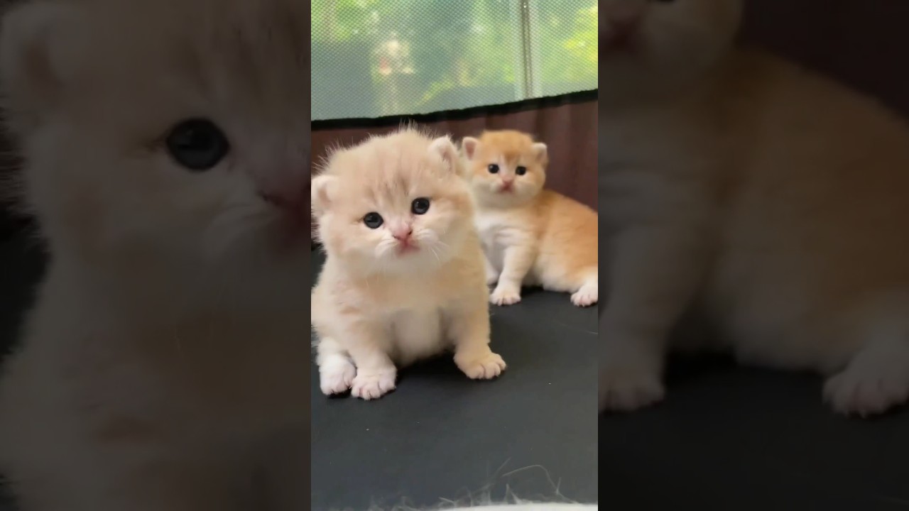 So cute kittens😍 #animals #cutebabystatus #cuteanimals #cutemoments #cat #cutecats #shorts #animal