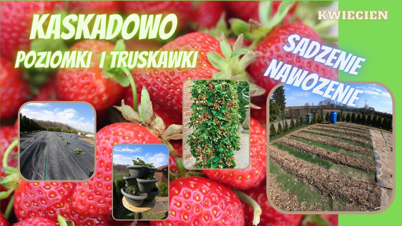Truskawki i poziomki wiszące, pnące, ciągle owocujące