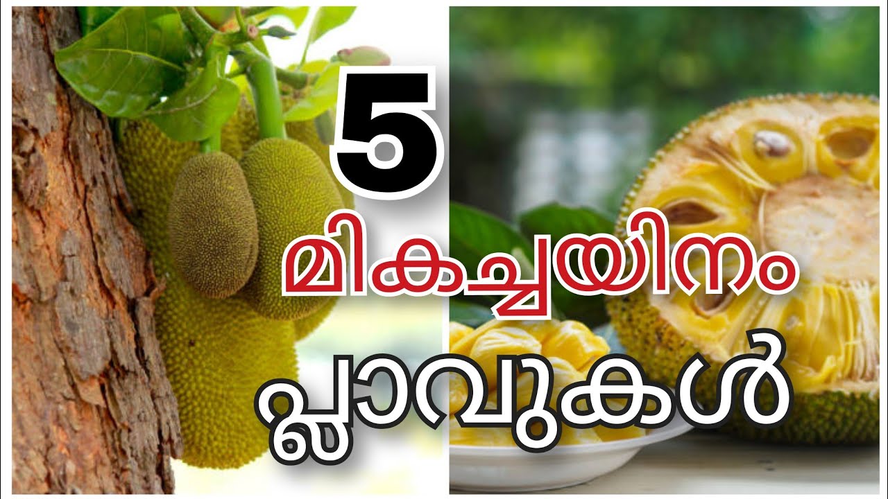 നടാൻ  പറ്റിയ 5പ്ലാവിനങ്ങൾ /top 5varieties Jackfruit#jackfruit#jackfruit varieties