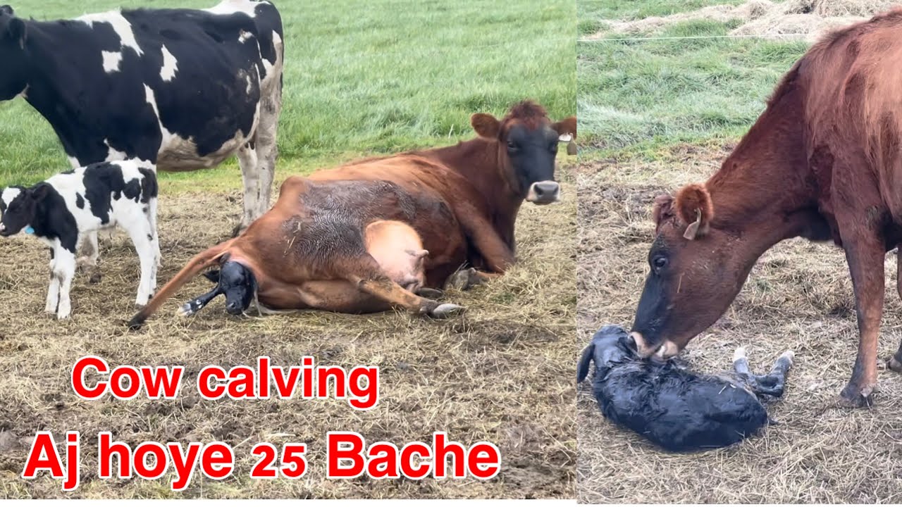 25 New calf’s in one day : Cow calving - Dairyfarming New Zealand